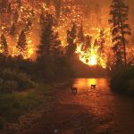 Tecnología para detección temprana de incendios forestales